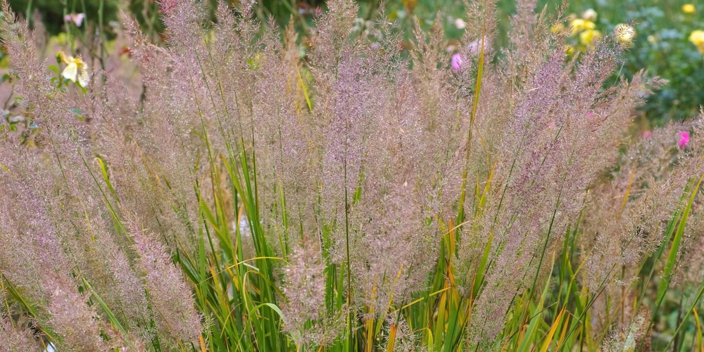 Calamagrostis Brachytricha