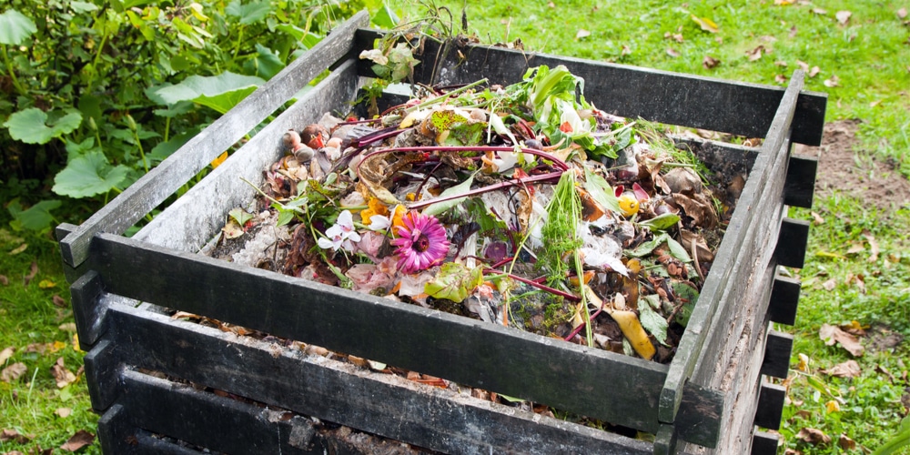 Caring for Compost Pile
