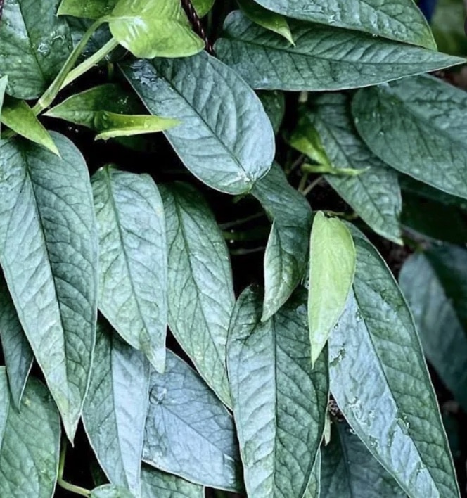 Philodendron Cebu Blue