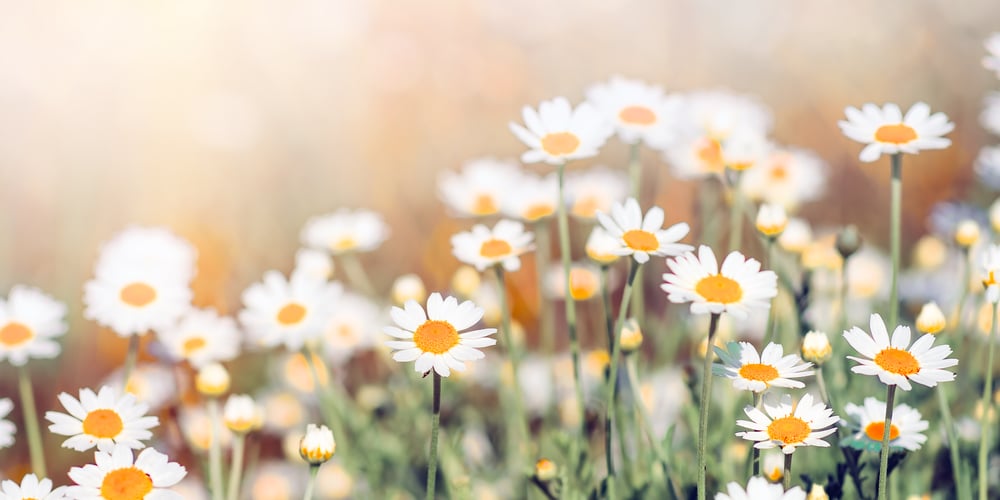 German Native Flowers