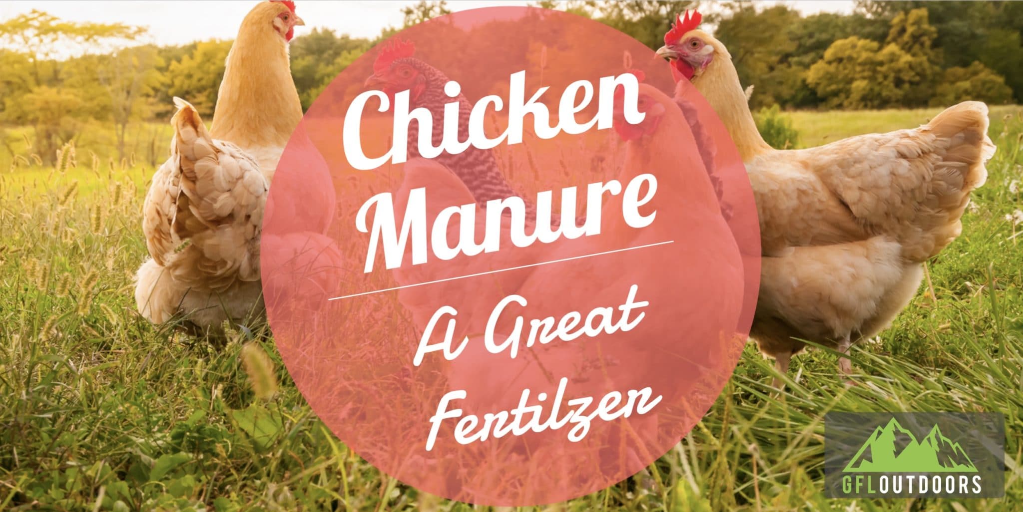 Chicken Manure for Lawns, a Good Choice? - GFL Outdoors