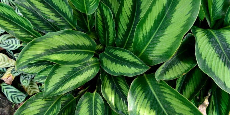 Aglaonema Silver Bay Plant: All You Need to Know GFL Outdoors