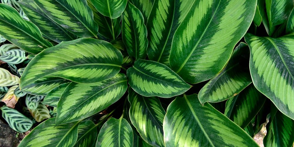 Plants With Pink and Green Leaves