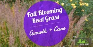 Fall Blooming Reed Grass Guide