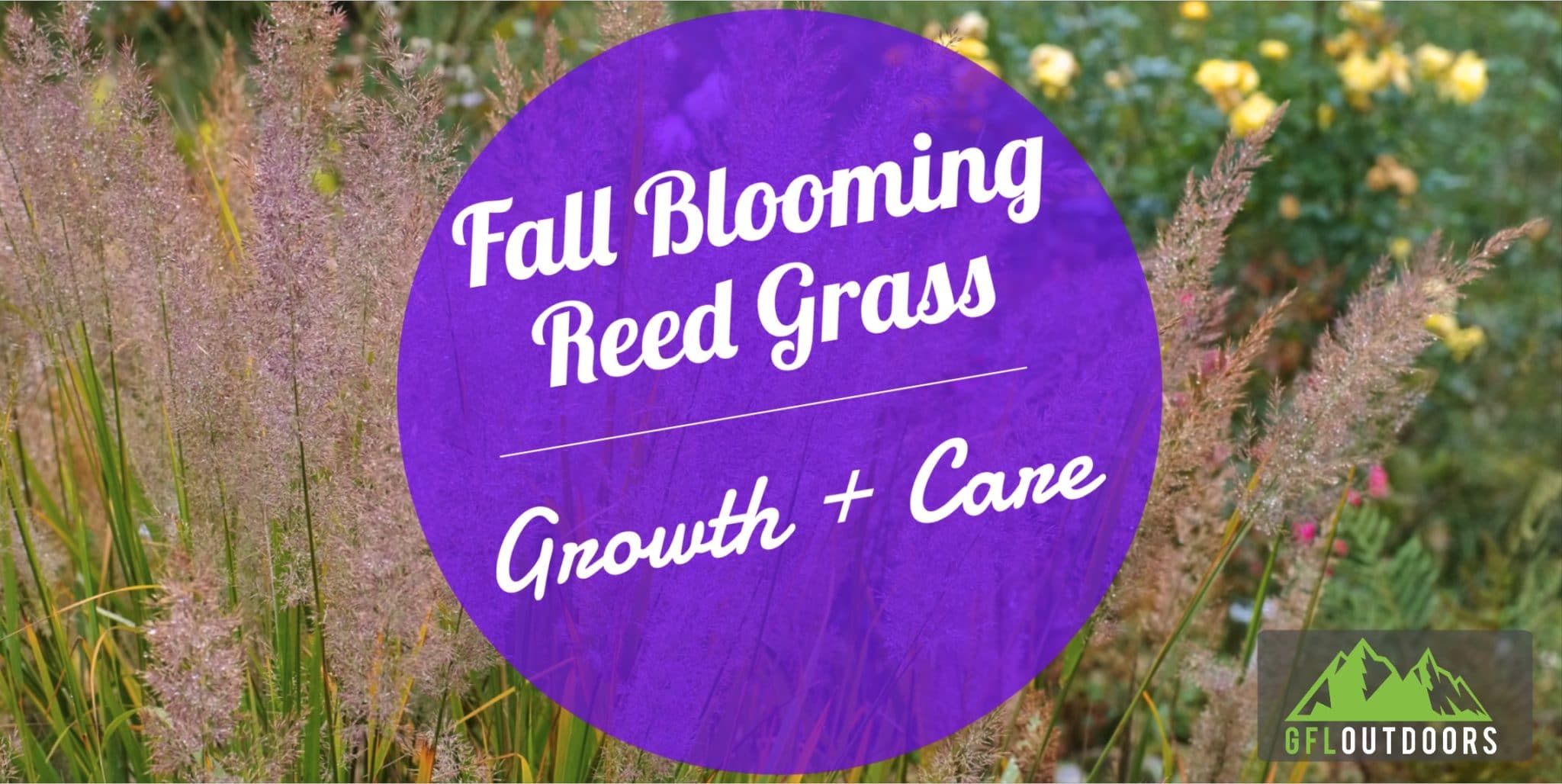 Fall Blooming Reed Grass (Calamagrostis Brachytricha) Growth and Care