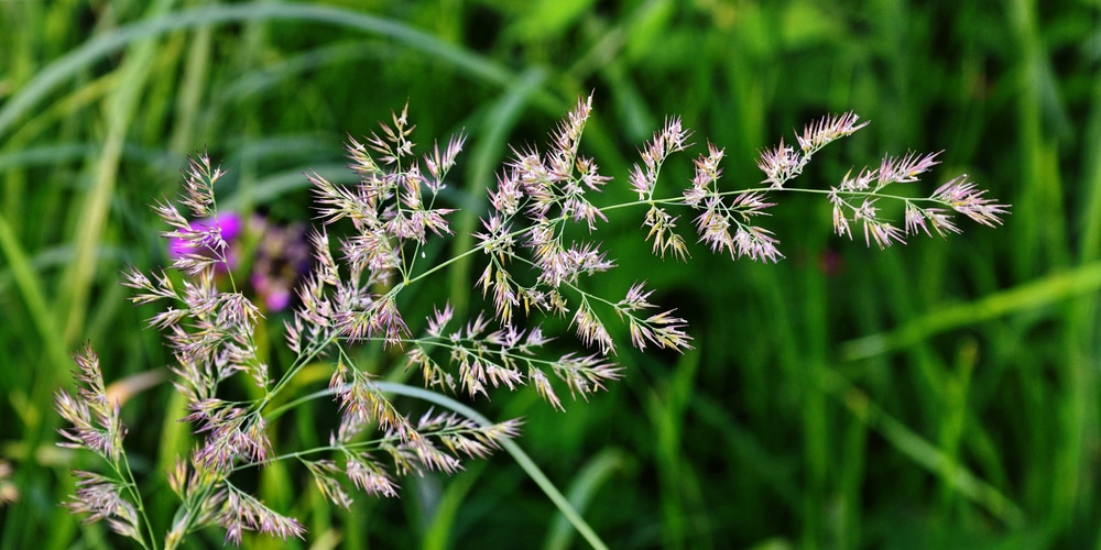 grass flowering