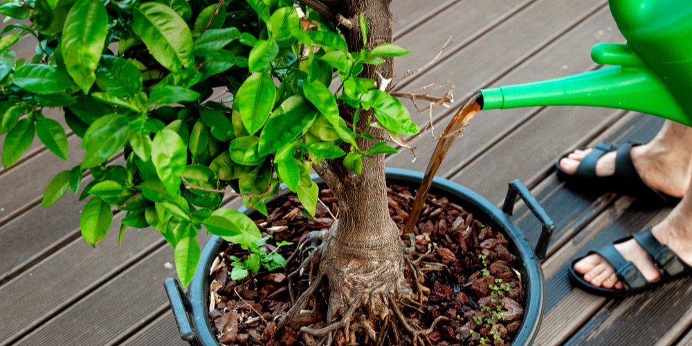 Fertilizing a Tree