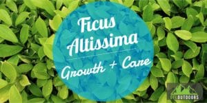 Ficus Altissima Growth + Care
