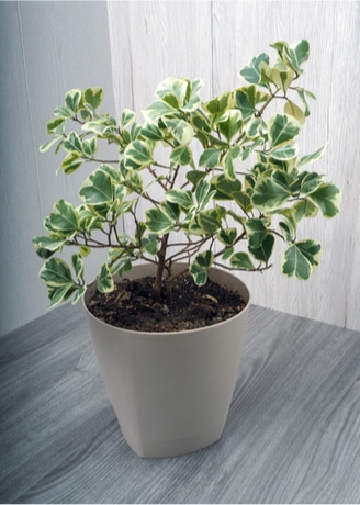 Ficus Triangularis (Sweetheart Tree)