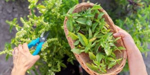 Companion Plants for Spaghetti Squash