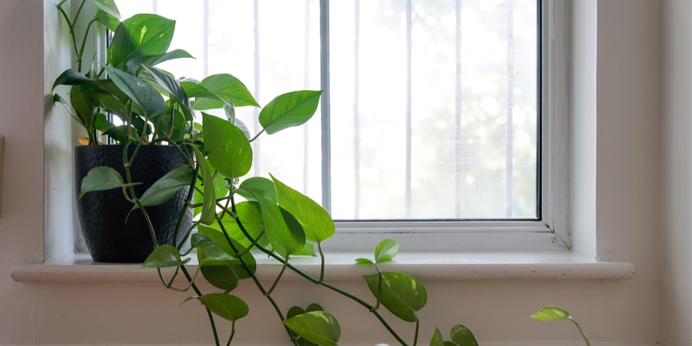 trees with heart shaped leaves