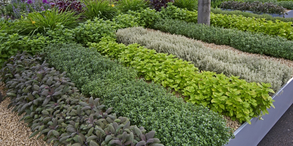 Planting Perennial Herbs in Zones 7 and 7B