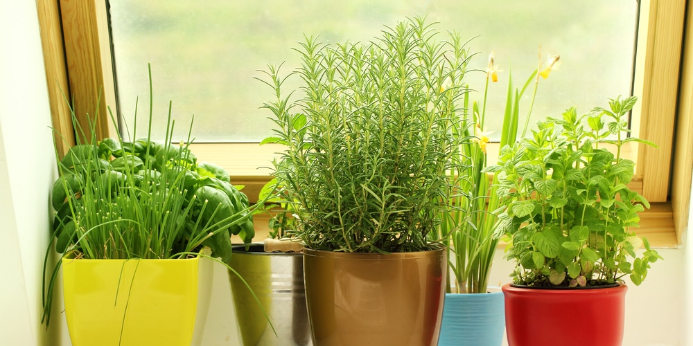 Herbs You Can Plant Inside Together