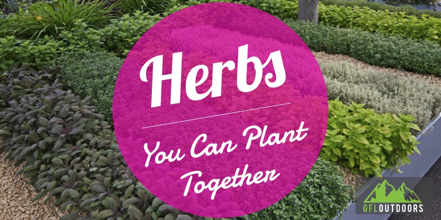 What Herbs Can Be Planted Together Planting)