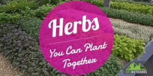 What Herbs Can I Grow Together