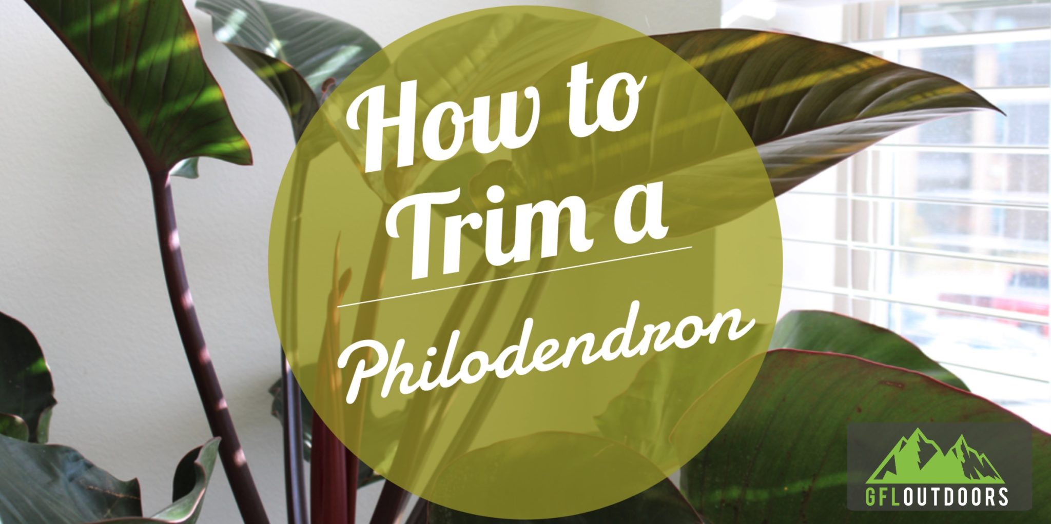 How to Trim a Philodendron Plant (Step by Step) GFL Outdoors