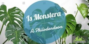 Is Monstera a Philodendron?