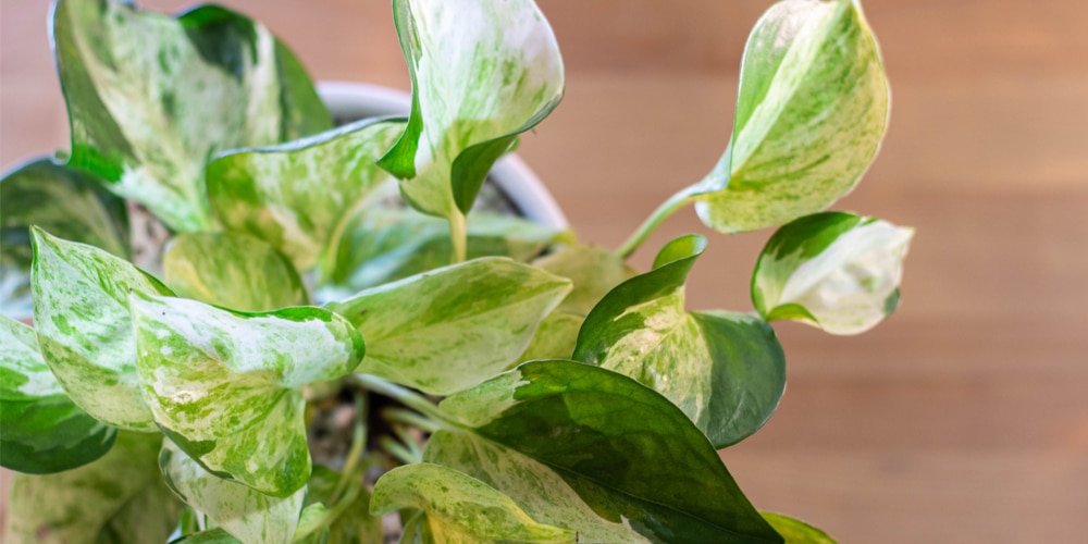Jade and Pearl Pothos Care