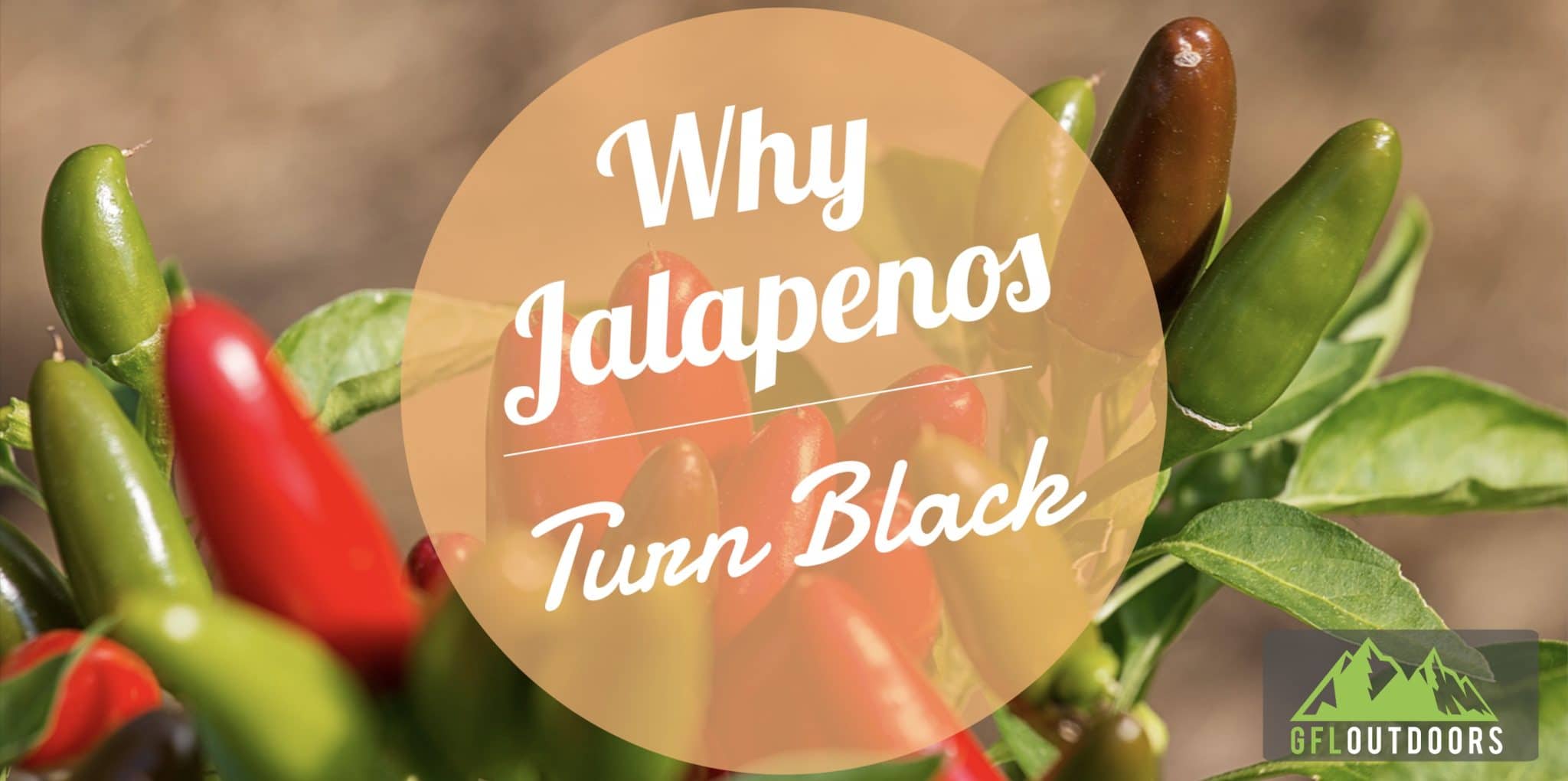 Why are my Jalapenos Turning Black? (Every Common Reason)