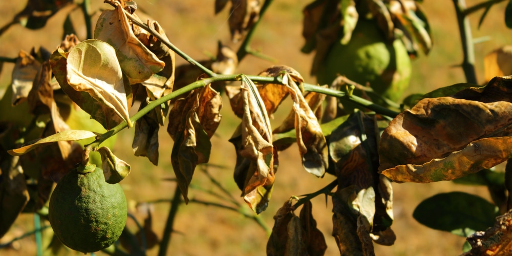 lemon tree yellow leaves