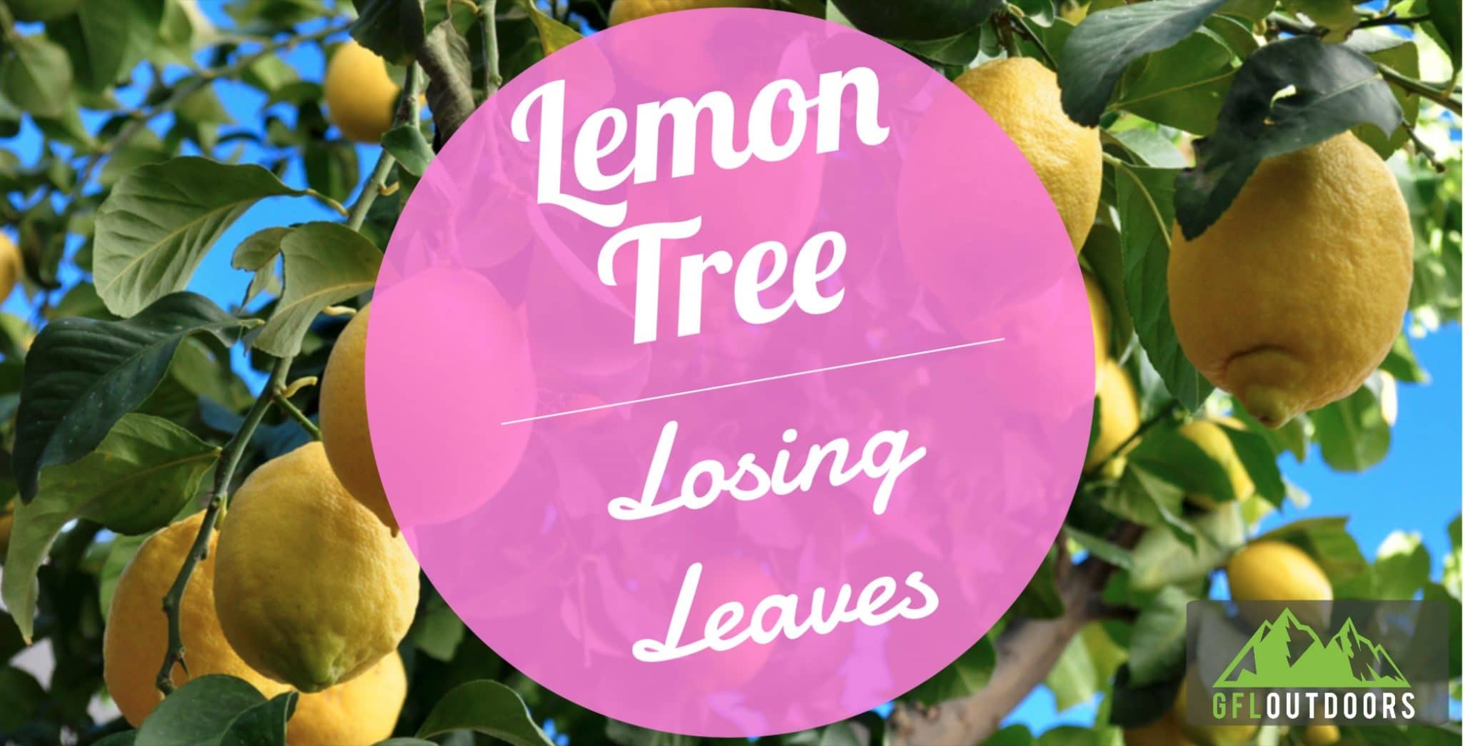 Lemon Tree Dropping Leaves GFL Outdoors