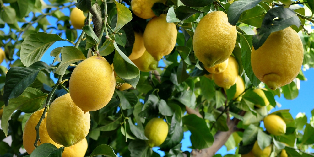 spider mites on lemon tree