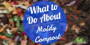 What to do About Mold in Compost