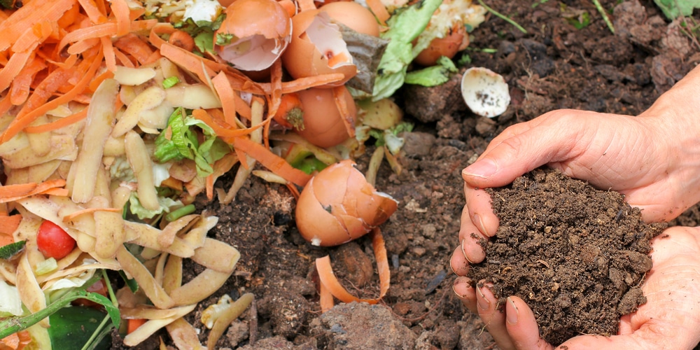 Mold in Compost