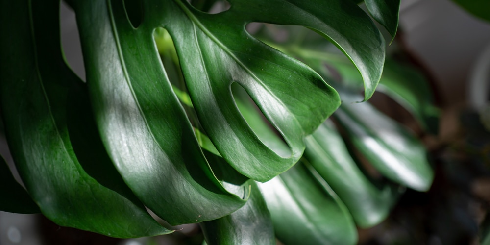 Monstera Deliciosa Care