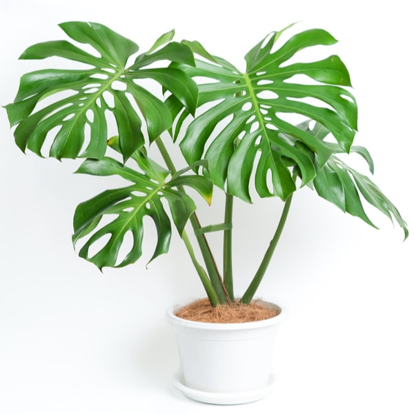 Monstera deliciosa borsigiana