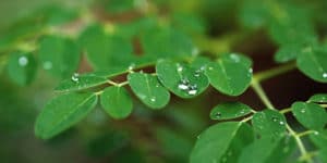 Growing Moringa Trees in Arizona