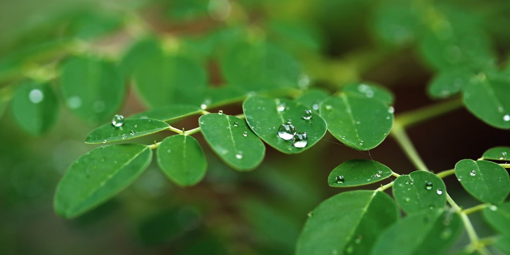 Moringa Plant (Never Die)