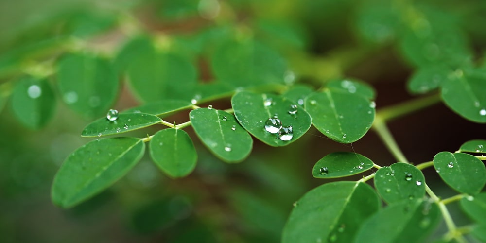 Moringa Plant (Never Die)