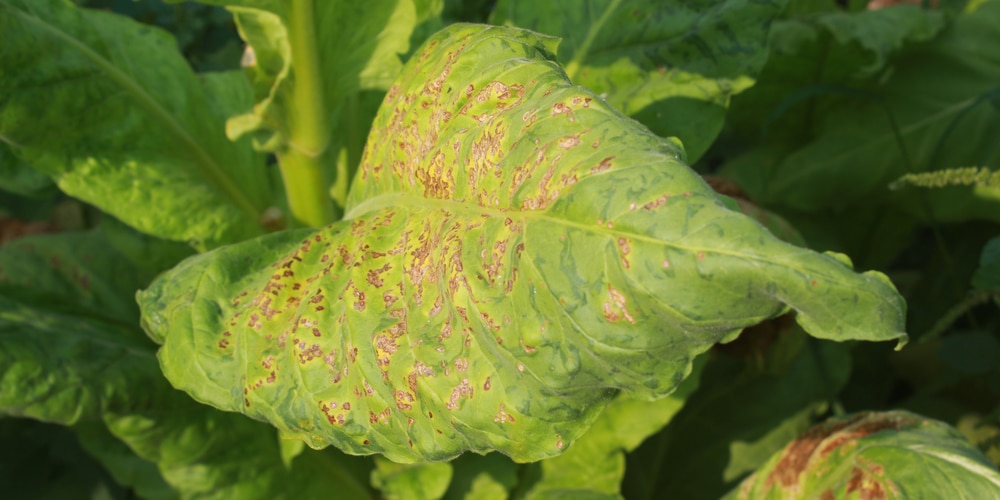 Mosaic Virus Can Turn Peppers Black