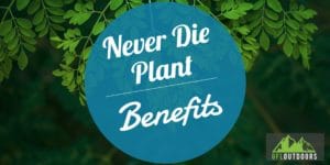 Never Die Plant Benefits