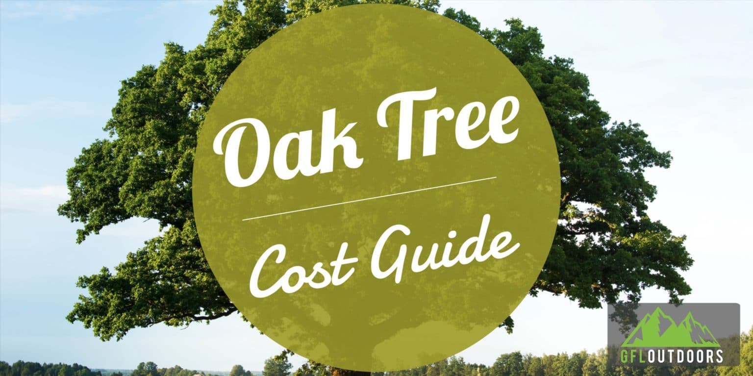 How Much Does an Oak Tree Cost? (11 of The Most Popular Types)