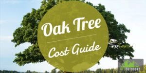 Oak Tree Cost Guide