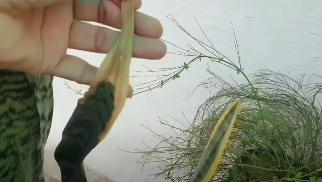 Snake Plant Mushy Leaves