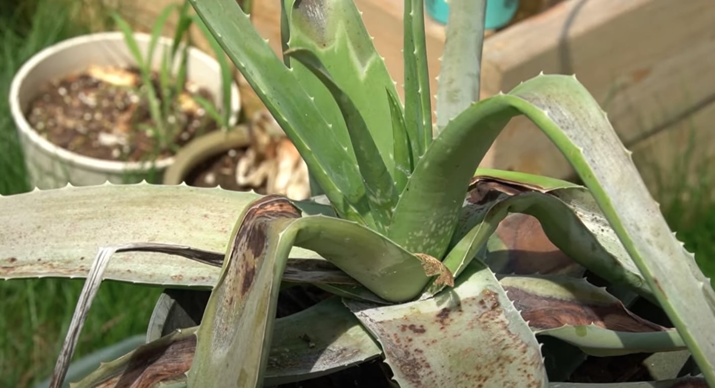 Black Spots on Aloe Plant