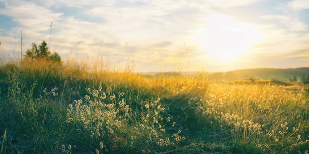 How to Pick an Organic Fertilizer for a Pasture