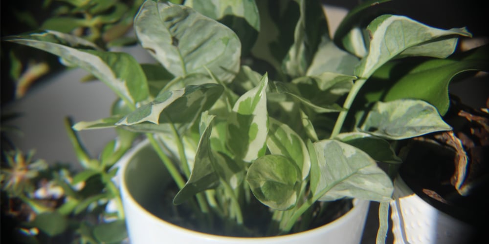 Pearls and Jade Pothos