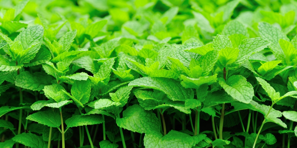 Creeping Mint (Meehania cordata)