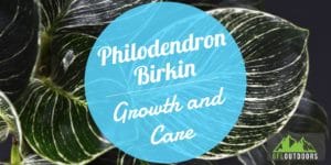 Philodendron Birkin Guide