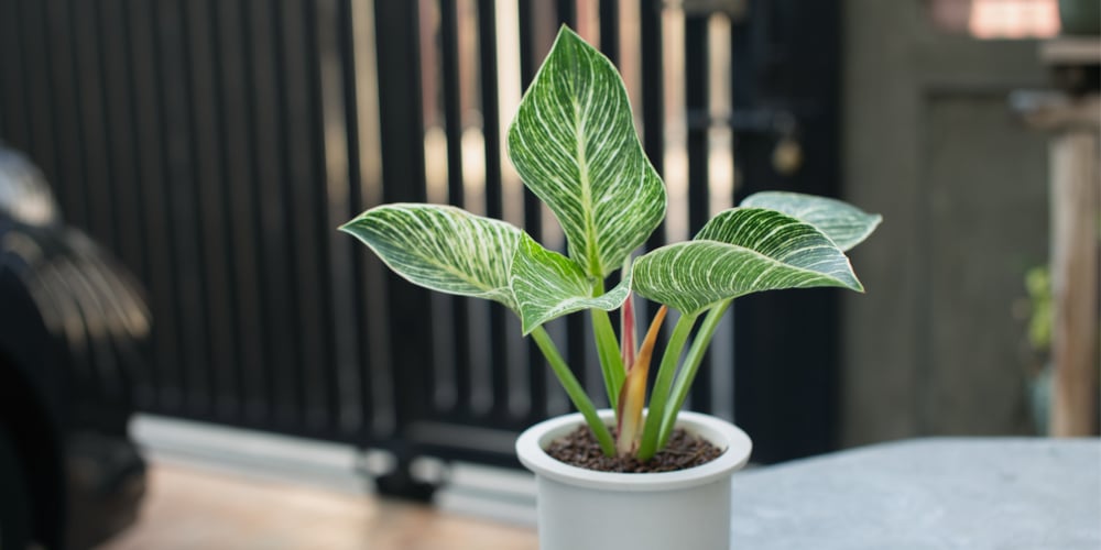 Philodendron Birkin Leaves turning Yellow