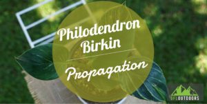 Philodendron Birkin Propagation