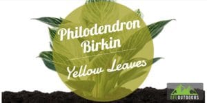 Why are my Philodendron Birkins Leaves Turning Yellow?