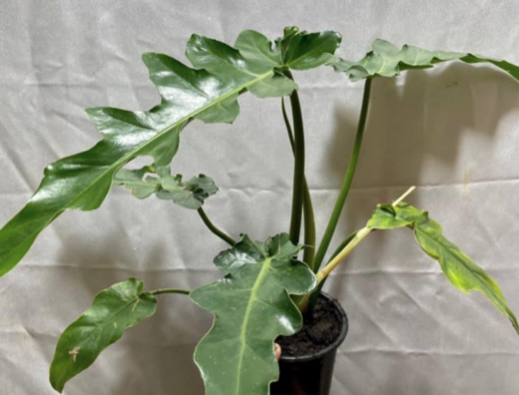 Philodendron Bob Cee Propagation