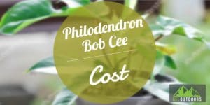 Philodendron Bob Cee Price