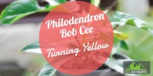 Philodendron Bob Cee Yellowing