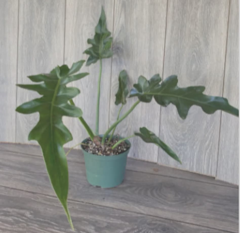 Philodendron Bob Cee Yellowing Leaves